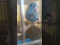 まどろんでいるマメルリハ　Pacific Parrotlet  fell asleep