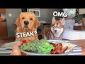 Dog Reviews Food With Husky | Tucker Taste Test 17