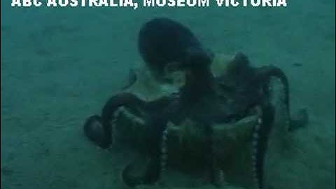 Octopus Using "Tools" to Survive and Hide