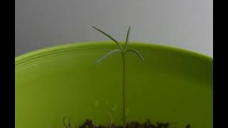 Sequoia Timelapse