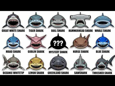 Every Shark Type Explained Simply! (Complete Guide)