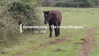 The Horse Ethogram - Gait: walk   Andature: il passo