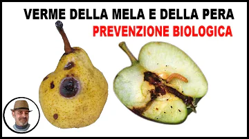 Perché si arricciano le foglie del melo?
