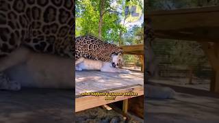 When A Jaguar Mated With A Lion