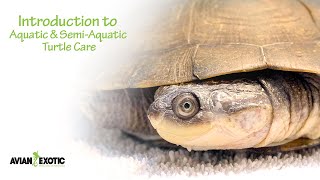 Introduction to Aquatic & Semi-Aquatic Turtle Care by Avian and Exotic Animal Clinic 2,721 views 2 years ago 6 minutes, 16 seconds