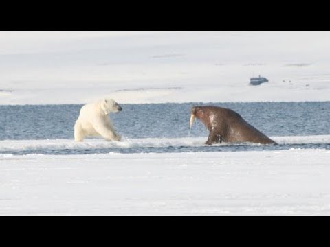 Белый медведь- главный хищник Арктики. Белый медведь в деле.