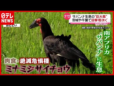 茨城や千葉で目撃相次ぐ…ナゼ？  サバンナ生息の“巨大肉食鳥”