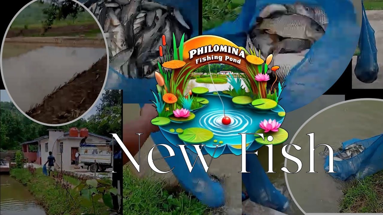 La pylliat dohkha thymmai ha pung dohkha jong i meiduh Philomina Kharkongor