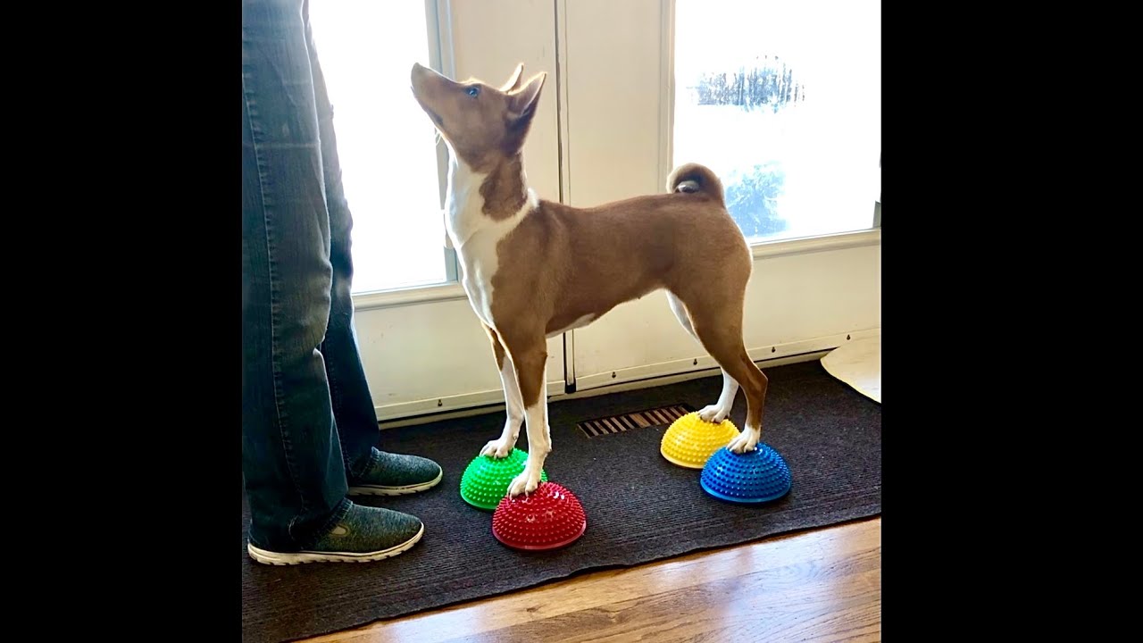 Paw Pods • Expert Trick • Summit Trick Dog Training