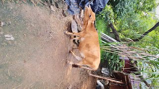 Cow Farming In West Bengal | West Bengal Cow Farm | @BengaliCowVlog