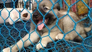 Puppy Dog Market in India Part # 2