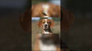 The Portuguese Pointer #curiosity #shorts #animals #nature #dogs