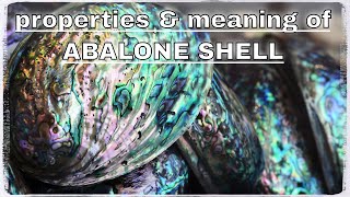 Abalone Shell Meaning Benefits and Spiritual Properties