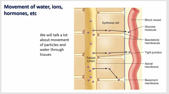 Cell physiology intro, diffusion, osmosis, and electrolyte balance - Costanzo - Ch1