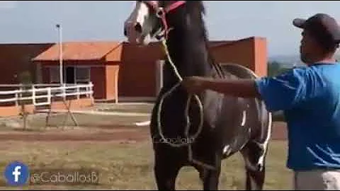 ¿Qué significa que tu caballo te relinche?