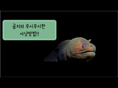 무시무시한 곰치 사냥장면 (komodo Seasafari7)
