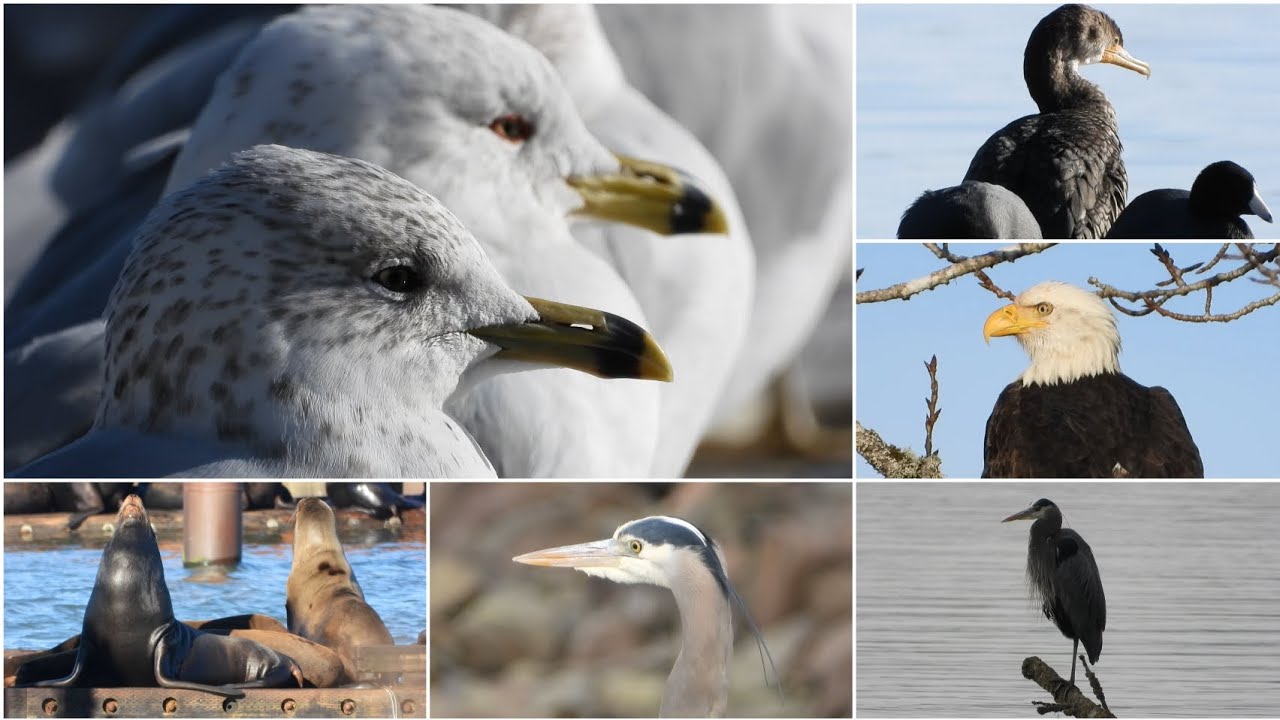 Nikon COOLPIX P1100 Super Zoom - Random Captures