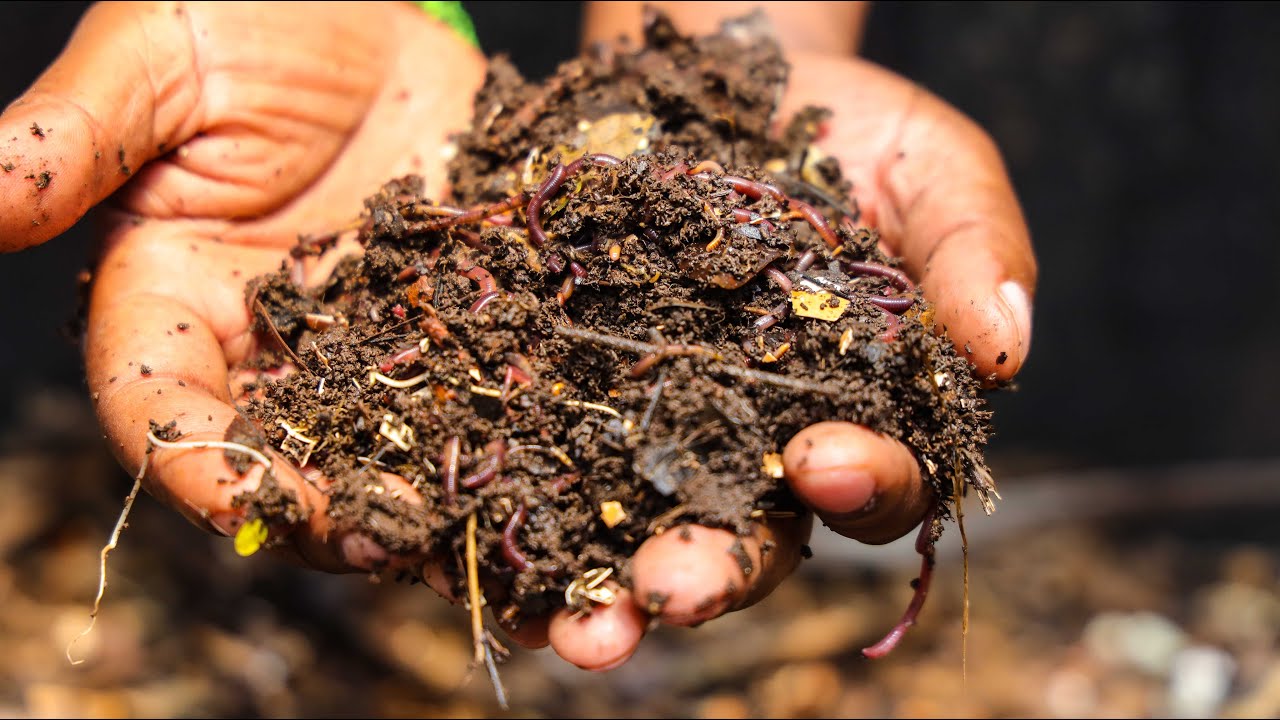 What is Vermiculture? YouTube