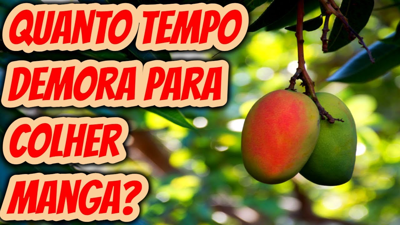 Quantos meses ou anos um pé de manga leva para frutificar? Quanto tempo ...