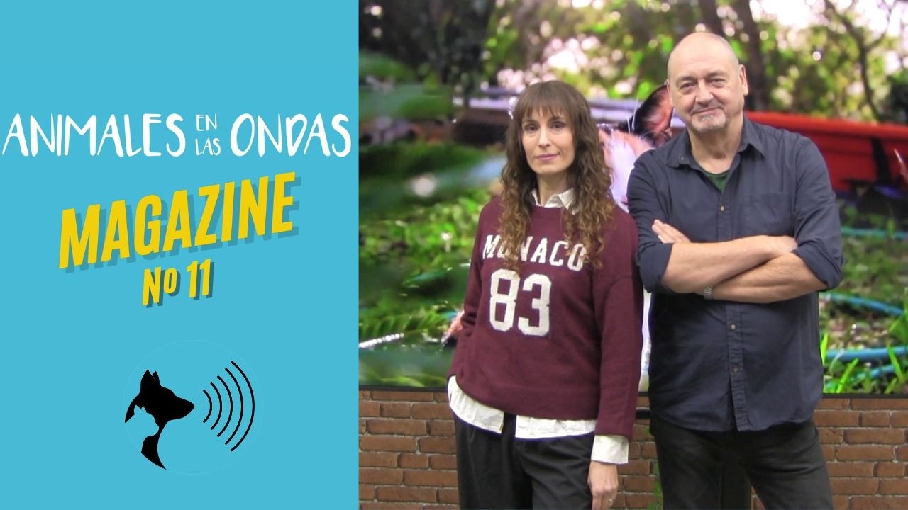 Educar a un perro, transportar grandes animales, el origen de la caspa y cómo cepillar bien al perro