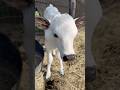 Good Morning ☀️ #viral #smallranch #ranch #fyp #morning #funny #cattle #calf #babycow #puppy #farm
