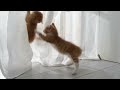 Adorable Kitten Goof-Balls!