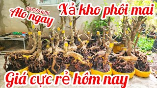 Chị vân 0857703620 Xả Kho Phôi Mai Bonsai Hoành To Đế Vip Giá Cực Rẻ Hôm Nay 23/5 |MaivàngThanhTâm