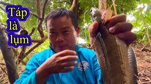 Câu cá rô đồng, Dạo Một Vòng Mấy ĐIỂM CÂU VÍP/ Big fish fishing