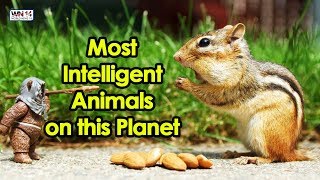 Top 10 Most Intelligent Animals | World New14 | Rarest animals | World Secrets | Intelligent Animals by world top 2 views 4 years ago 7 minutes, 7 seconds