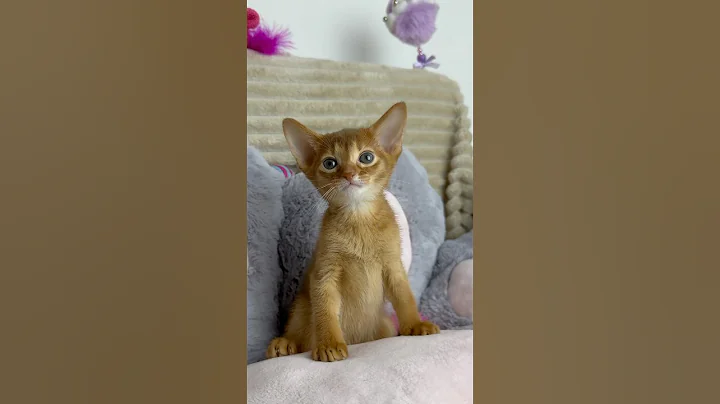 Video 8956861: adorable abyssinian