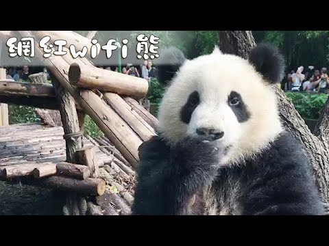 《熊貓早晚安》網紅wifi熊 | iPanda熊貓頻道