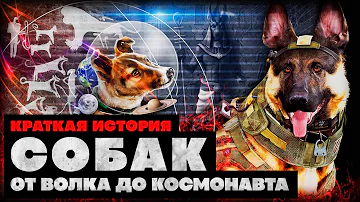 Краткая история собак: от волка до космонавта