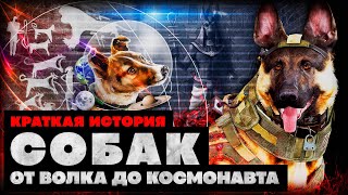 Краткая история собак: от волка до космонавта