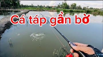 Câu Cá Chẽm Lure Cá Chẽm Cần Hi  Power Máy Shimano Sienna 3.000 Một Ngày Không Mai Mắn Đại Ngáo