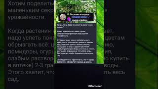 🌱Бор помогает увеличить Завязи