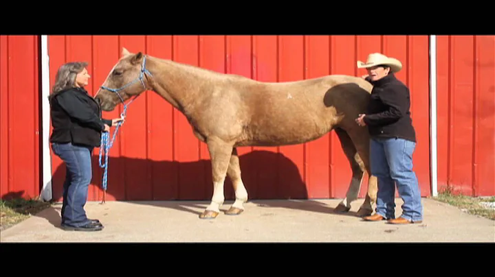 CSI Saddlepads Solutions Series with Rhonda Martin...