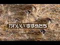 かわいいスズメたち