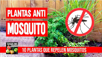 ¿Qué flor ahuyenta a los mosquitos?