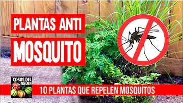 ¿Qué olor ahuyenta a los mosquitos?