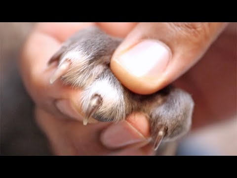 How To Trim Puppy Nails The Easy Way - YouTube