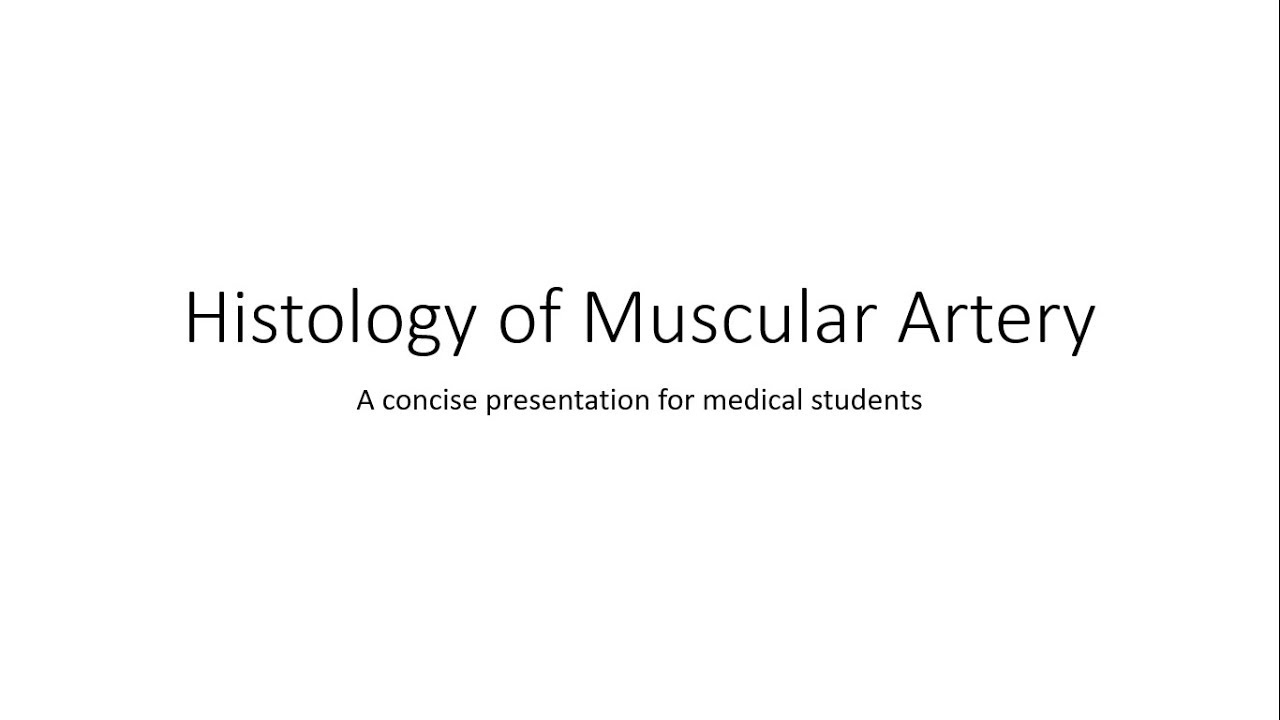 Muscular Artery (Medium sized artery) - Histology - YouTube