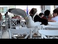 Gefräßige Möwen am Mittagstisch im Hotel Grifid Encanto Beach Varna Bulgarien