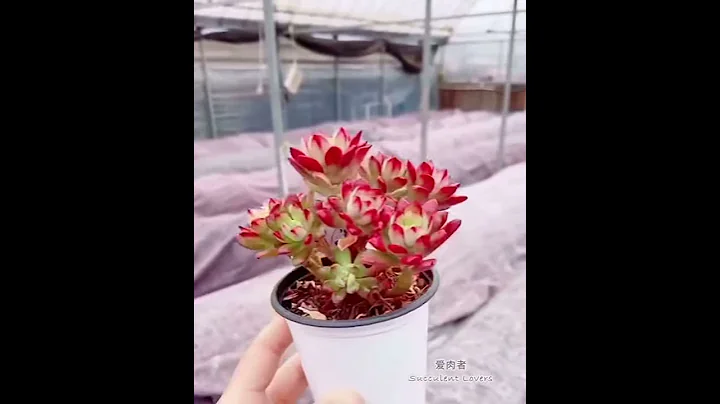 4種你必須入手的多肉植物，好養且易爆仔 - By Grandmom Nursery - 天天要聞