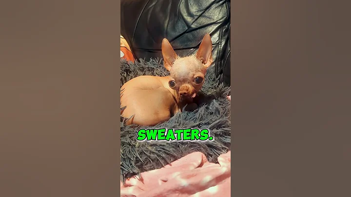 Video 11134651: curious kitty, kitty playing, hairless