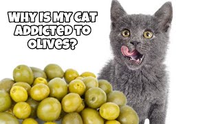 Why Is My Cat Addicted to Olives? by Cats Love 59 views 1 month ago 3 minutes, 19 seconds