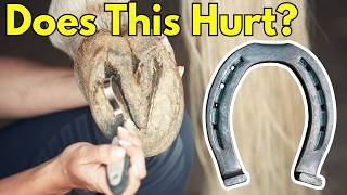 why do horses wear shoes?