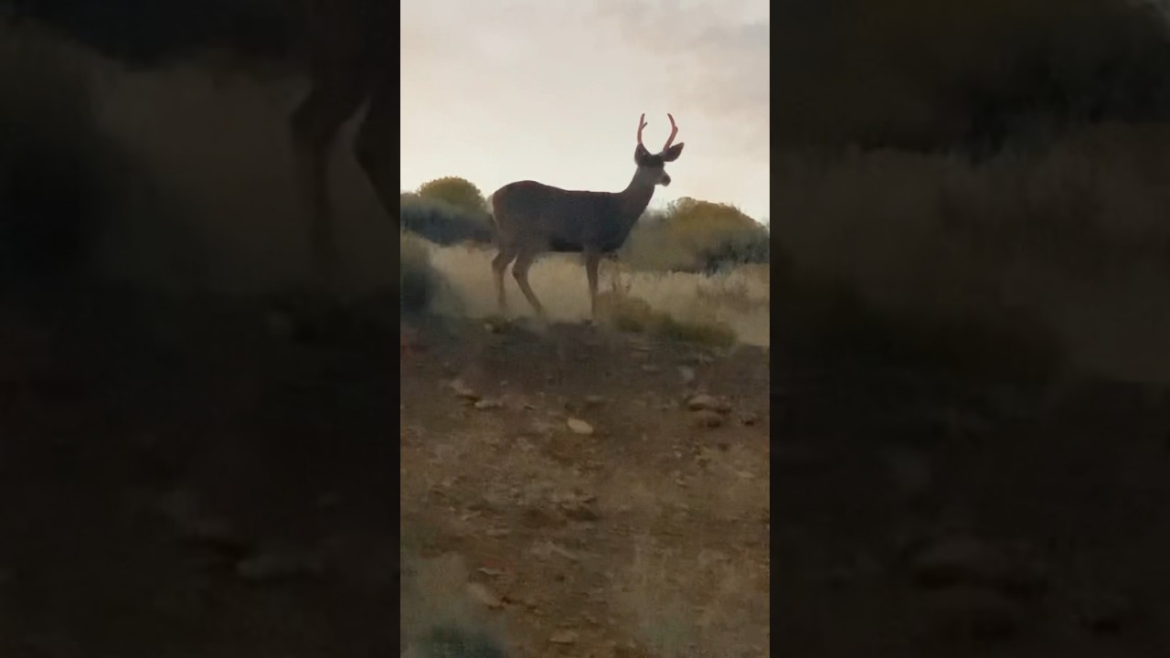 Sunset Stroll 🦌 