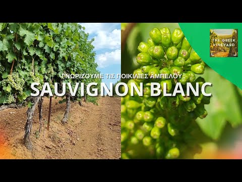 Αμπέλι Sauvignon Blanc
