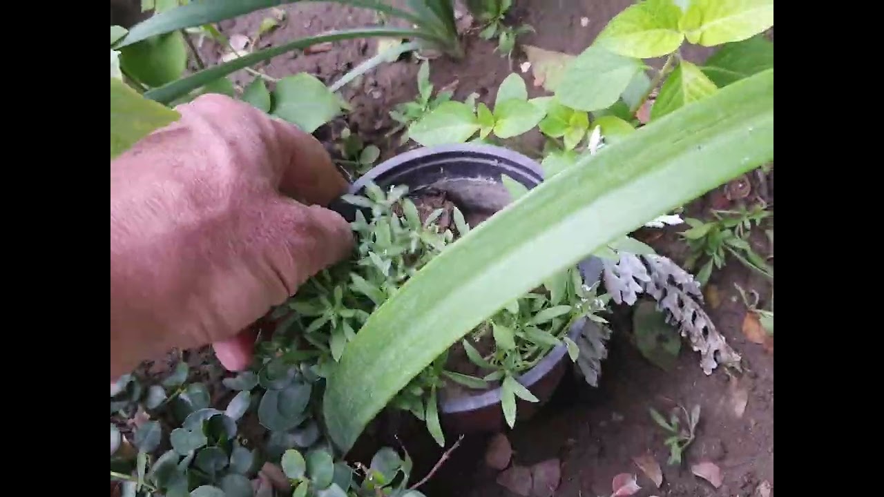 طريقة سهلة لإكثار نبات قرن الغزال والنبتة الفضية ونبات العطرة⚘️ جنتي حديقتي⚘️