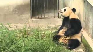 Pandas coming to UK Zoo